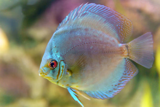 istock discus fish common in the Amazon lives in South America, Brazil, Peru 1279807784