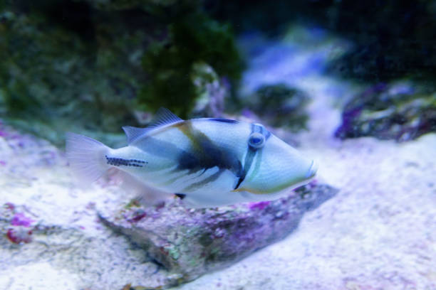istock Lagoon triggerfish also known as the Blackbar triggerfish, Picasso triggerfish in an aquarium. selective focus 1279808149