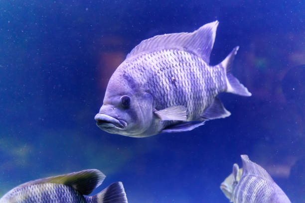 Mudanças climáticas podem inviabilizar a piscicultura de peixes de cultivo no Brasil. Imagem: Istockphoto Mudanças climáticas podem inviabilizar a piscicultura de peixes de cultivo no Brasil. Imagem: Istockphoto