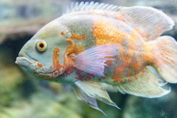 istock ocular astronotus or Oscar fish in an aquarium close-up. selective focus 1279808515
