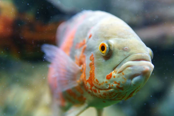 istock ocular astronotus or Oscar fish in an aquarium close-up. selective focus 1279808535