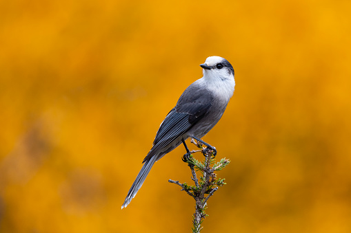 Gray Jay or grey jay or Canada jay, perisoreus canadensis. Canada's official bird.