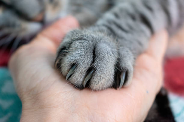 nette flauschige gestromte katze pfote auf der hand. freundschaft mit einem haustier. grau gestreifte katze. pfote mit krallen. tierschutz. - claw stock-fotos und bilder