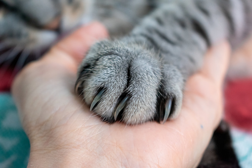 Lindo pellú de pata de gato tabby en la mano. Amistad con una mascota. Gato a rayas grises. Pata con garras. Bienestar animal. photo