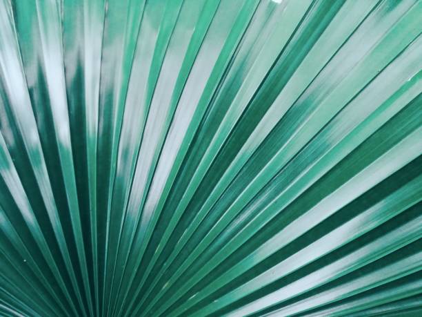 istock Lush foliage, green palm leaf. 1279808651