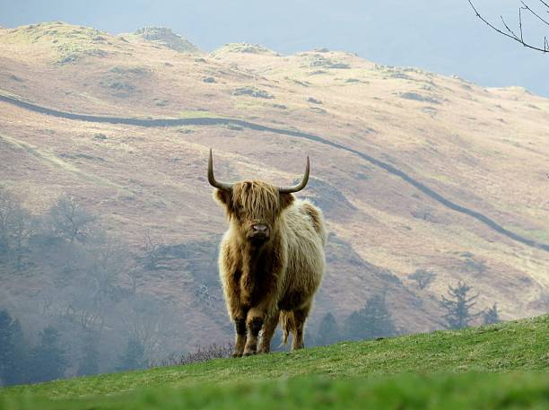 highland coo - cattle highland cattle beef animal fotografías e imágenes de stock