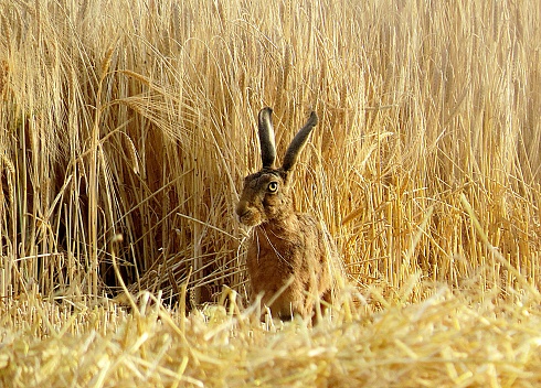Brown Hare sat in wheat field in the Isle of Purbeck, Dorset, UK