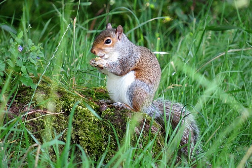 Grey squirrel sat on moss covered rock holding a nut. Taken in Dorset, UK