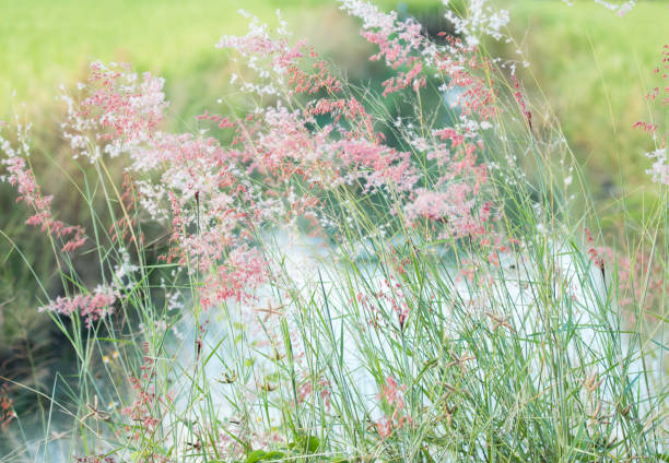 istock Grass flowers in the field 1279809596