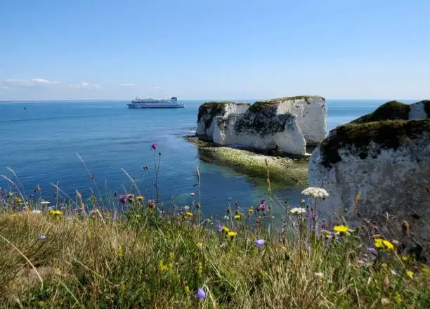 View of Old Harry Rocks with Summer wild flowers in foreground and ferry sailing past. Old Harry Rocks at the endof Studland Bay form the start of the World Heritage Jurassic Coast.