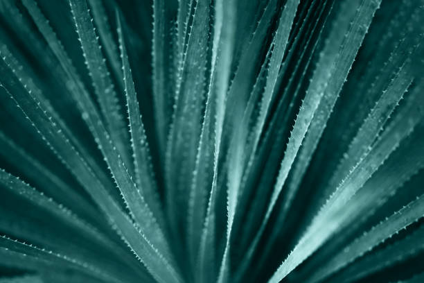 istock Aloe Vera natural textured background, selective focus. 1279810015