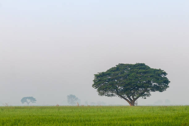 istock Large trees in rice fields and fog. 1279810092