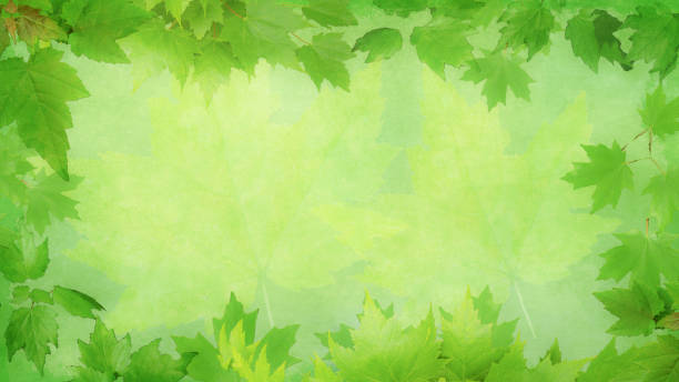 istock Border Background of Maple Leaves - Vignette with Copy Space 1279811293