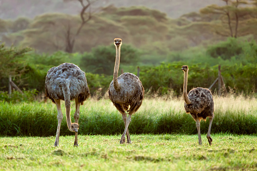 Two ostrich with a baby in golden sunlight spotted at Kenya.