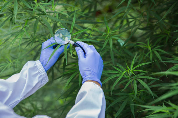 Portrait of scientist  checking and analizing hemp plants, The doctor is researching marijuana.  Concept of herbal alternative medicine, cbd hemp oil, pharmaceutical industry Portrait of scientist  checking and analizing hemp plants, The doctor is researching marijuana.  Concept of herbal alternative medicine, cbd hemp oil, pharmaceutical industry healthy marijuana cannabis plant growing in a garden stock pictures, royalty-free photos & images