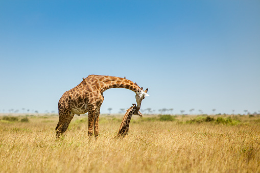 Mother giraffe with calf making love at Masai mara,Kenya.