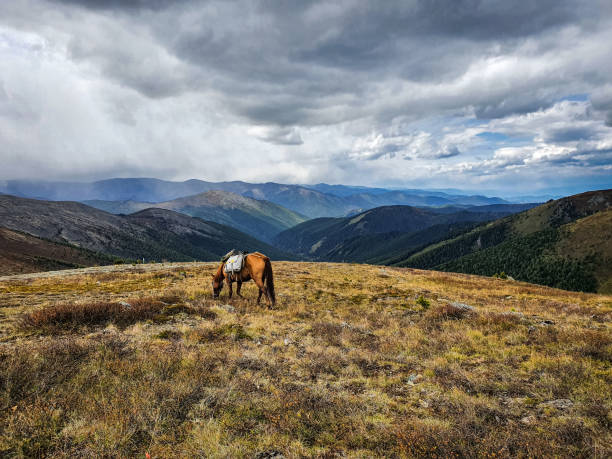 istock Lonely horse in Altai mountains 1279812501