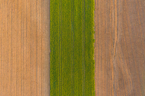 Aerial view of cultivated canola field at countryside