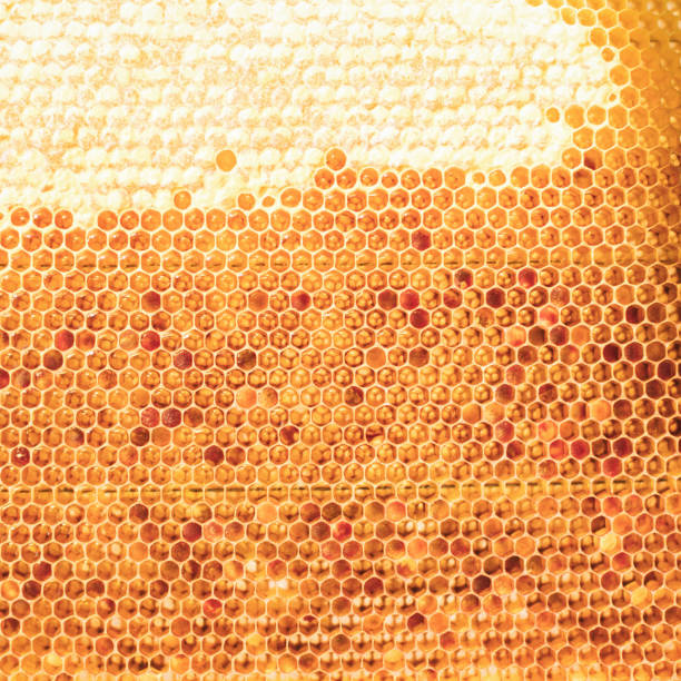 Young beekeeper  taking care of bee hives. Shallow DOF. Developed from RAW; retouched with special care and attention; Small amount of grain added for best final impression. 16 bit Adobe RGB color profile.