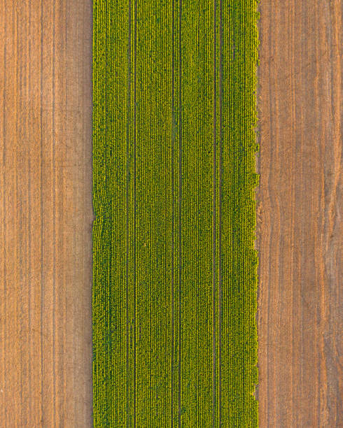 istock Canola field, Hungary 1279812979