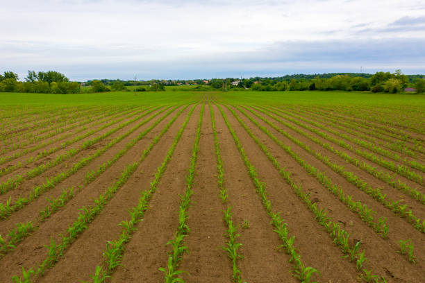 istock Aerial view of Cornfield 1279813084