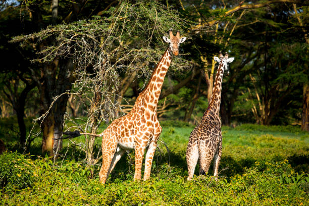 giraffa avvistata nel safari a masai mara, kenya - masai giraffe foto e immagini stock