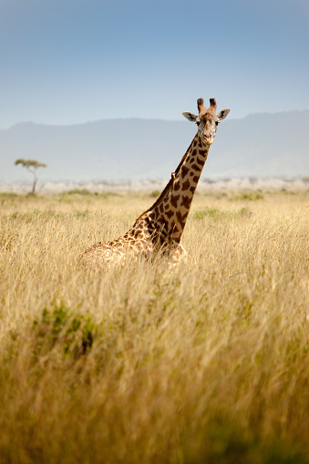 Giraffe looking at camera spotted in the safari at Masai mara, Kenya
