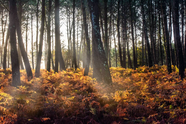 istock forest landscape on an autumn morning 1279814223