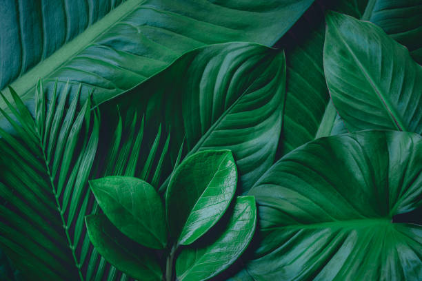 istock abstract green leaf texture, nature background, tropical leaf 1279814292