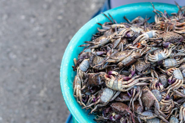 istock Many purple claw crabs in a container. 1279814464