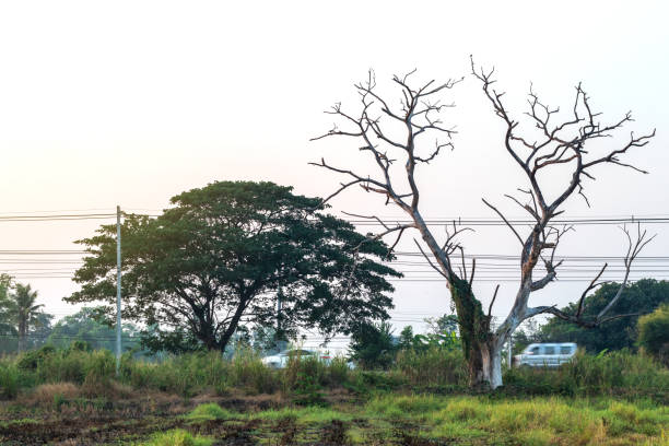 istock Trees, dead branches, dead above the countryside. 1279814651