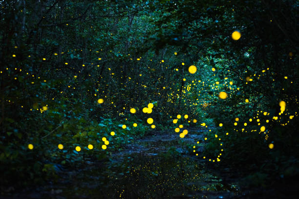 istock Firefly flying at night in the forest 1279814850
