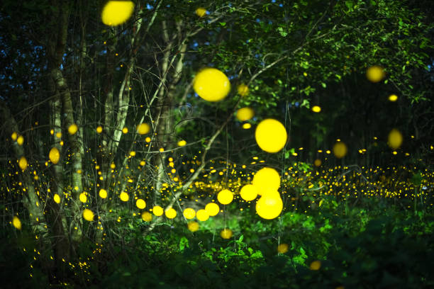 istock Firefly flying at night in the forest 1279815392