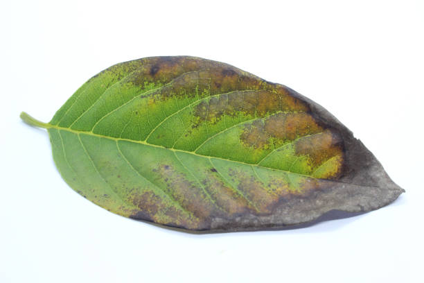 plagas, enfermedades de las plantas. manchas de hojas de cerca. la mayoría de las manchas de las hojas son causadas por hongos, como bipolaris, colletotrichum - colletotrichum fotografías e imágenes de stock