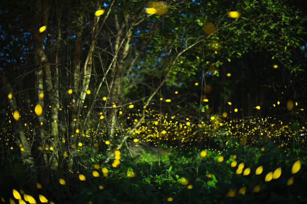 istock Firefly flying at night in the forest 1279815953