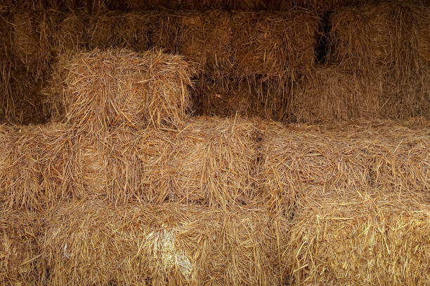 istock stack of bale hay rice straw in farm warehouse 1279816149