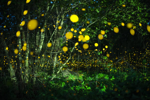 istock Firefly flying at night in the forest 1279816465