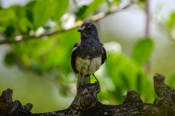 istock Oriental magpie robin bird 1279816485