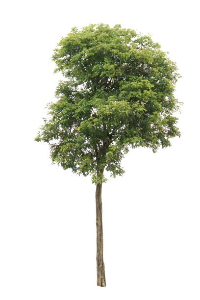 istock Beautiful green tree isolated on a white background 1279817343