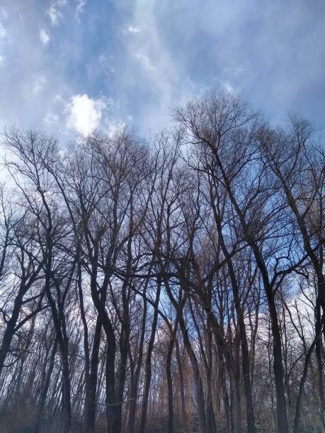 istock silhouette of leafless tress with blue sky 1279817651