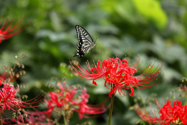Lycoris radiata (red spider lily, red magic lily) is a plant in the amaryllis family, Amaryllidaceae, subfamily Amaryllidoideae. Originally from China, Korea and Nepal, it was introduced into Japan and from there to the United States and elsewhere.