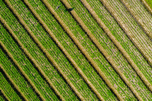 Aerial view of a green agricultural field