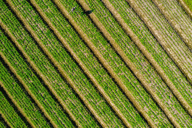 вид с воздуха на зеленое сельскохозяйственное поле - striped farm asia backdrop стоковые фото и изображения