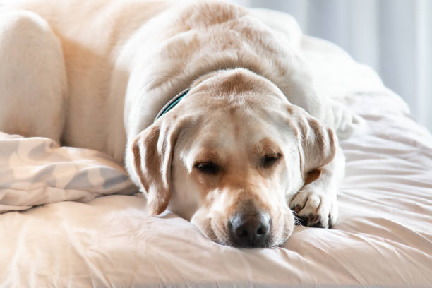 istock sleepy yellow labrador in bed 1279818644