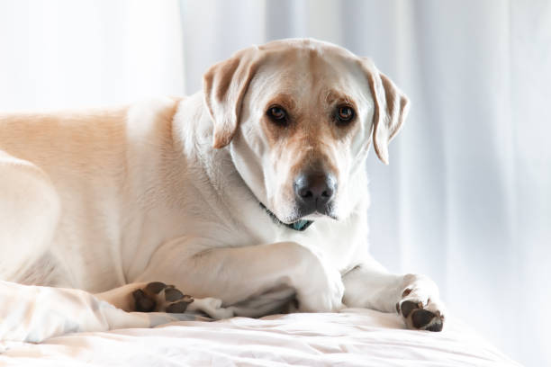 istock sleepy yellow labrador in bed 1279818750