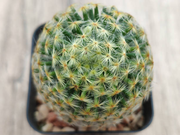 istock Selective focus close-up top-view shot on cactus 1279819230
