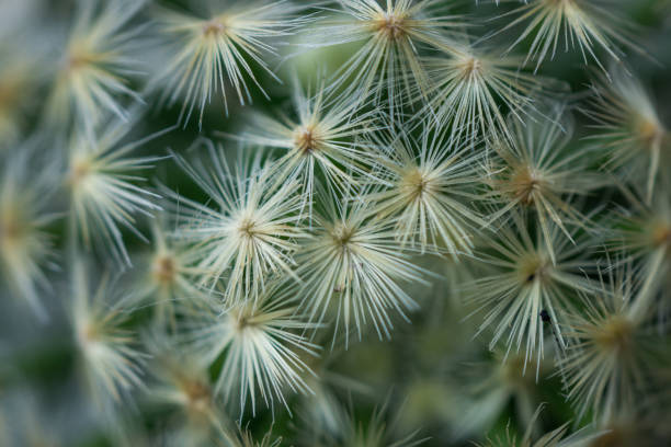 istock Cactus surface texture.Cactus close-up.Needles and thorns of a very small cactus. 1279819234