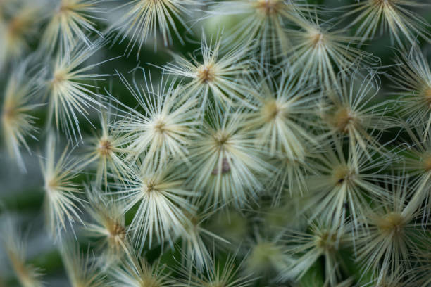 istock Cactus surface texture.Cactus close-up.Needles and thorns of a very small cactus. 1279819264
