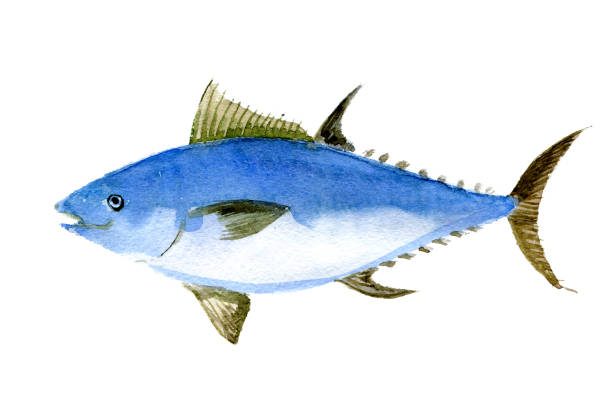 ilustraciones, imágenes clip art, dibujos animados e iconos de stock de atún. ilustración de acuarela - tuna sea underwater fish