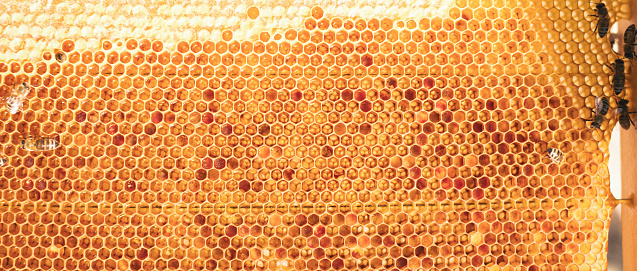 Young beekeeper  taking care of bee hives. Shallow DOF. Developed from RAW; retouched with special care and attention; Small amount of grain added for best final impression. 16 bit Adobe RGB color profile.